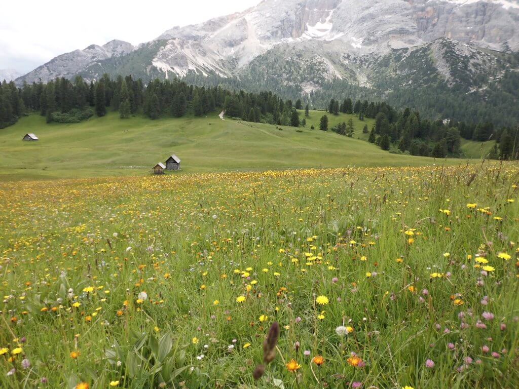 Alto Adige
